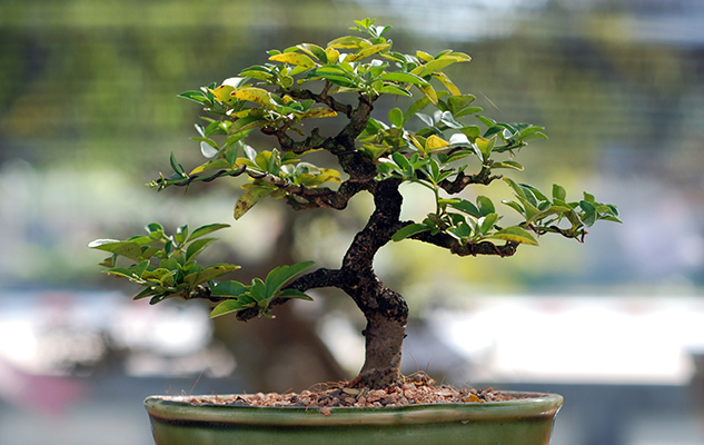 Miniature Gardens Bring the Great Outdoors In | Brookdale Miniature Gardens Bring the Great Outdoors In | Brookdale