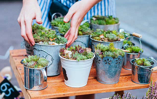 succulent gardening
