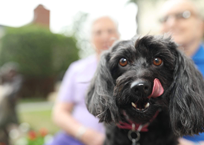 Dog looking into the camera