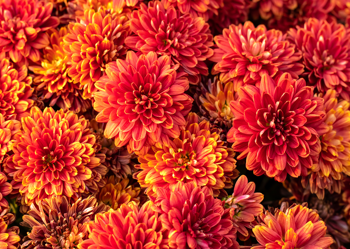 10 Tips For Fabulous Fall Mums Brookdale Senior Living