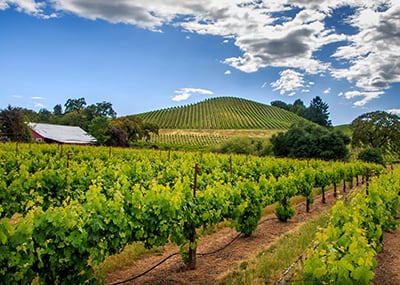 Bay Area vineyard