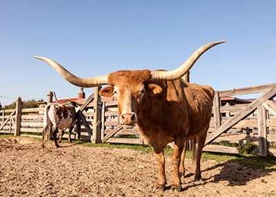 Fort Worth Stockyards