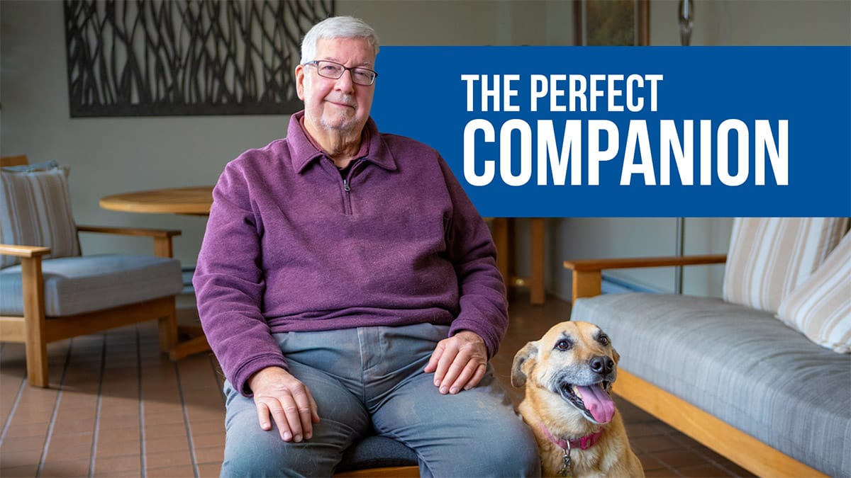  The Perfect Companion